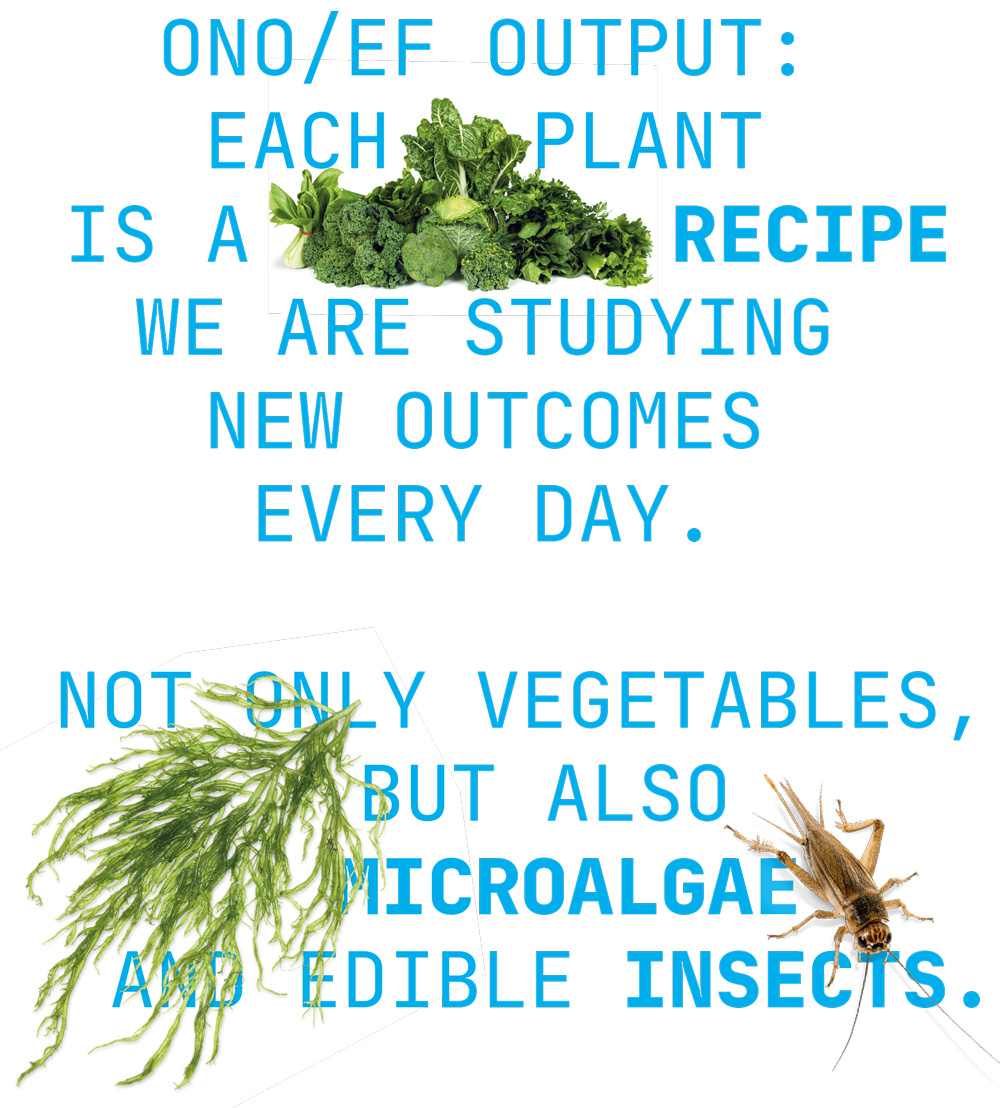 vegatables microalgae insects on vertical farming